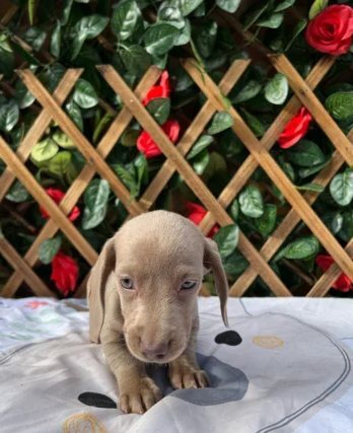 1 MALE, 1 FEMALE SOLID COLOUR MINI DAXIS KC REG