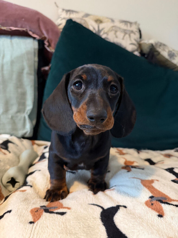Male Black and Tan Dachshund
