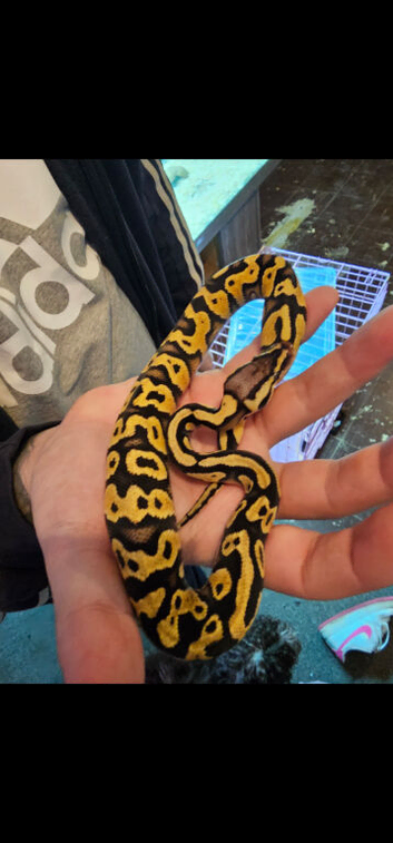 Beautiful ball python