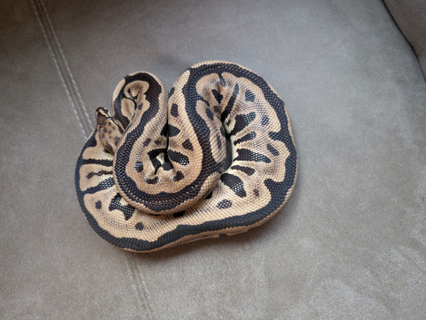 Spotnose leopard het clown