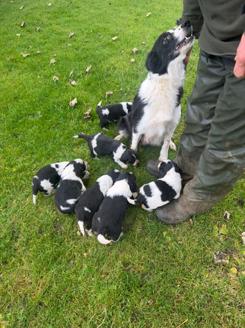 Cocker X Collie