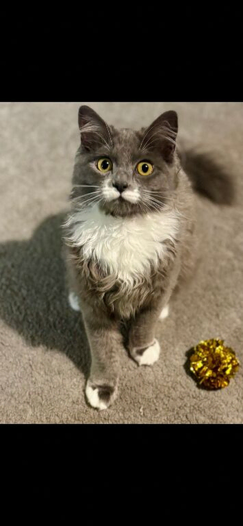 Blue needs new home