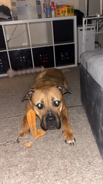 Boxer x mastiff