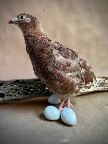 Celedon Quail - Blue egg layers
