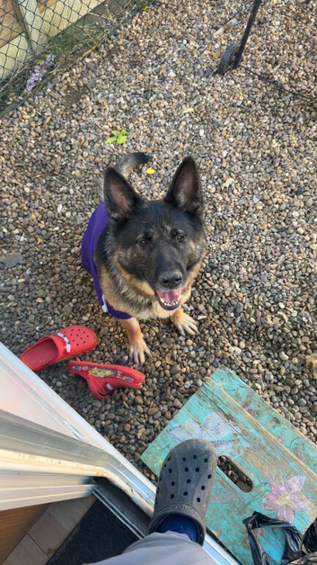 German shepherd