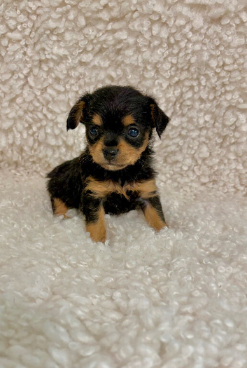Chihuahua x Toy Poodle pups