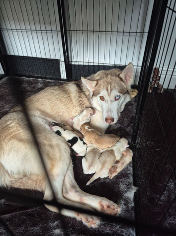 Siberian husky puppies