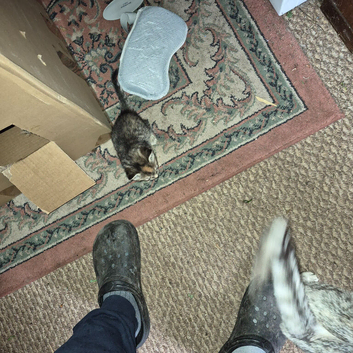 Kitten for sale