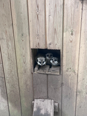 Baby meerkats ready now