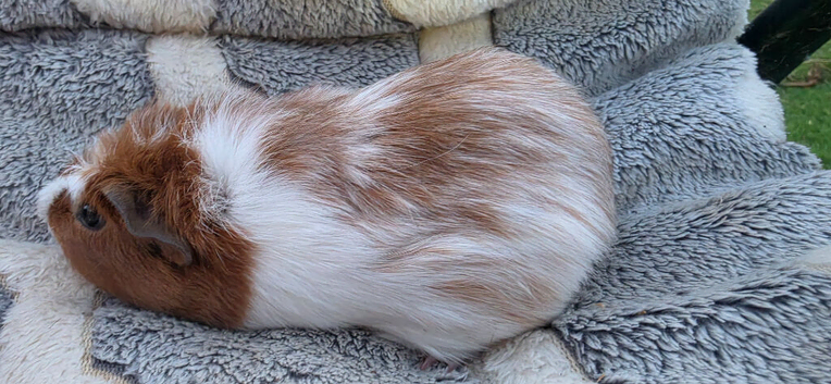 female baby guinea pigs