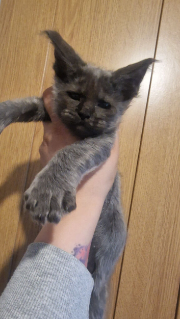 Maine coon polydactyl kittens