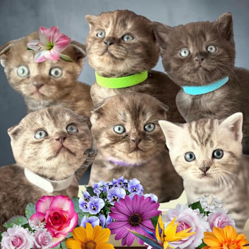 6 Pedigree Scottish Fold/Straight Kittens