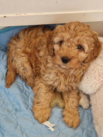 Cockapoo Puppies looking for their forever home - Cheltenham in Cheltenham