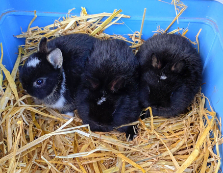 Netherland dwarf rabbits
