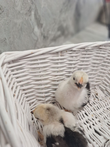 Columbian Pekin Bantam chicks
