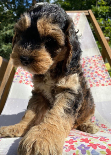 F1 showtype miniature cockapoo  ONE BOY AVAILABLE