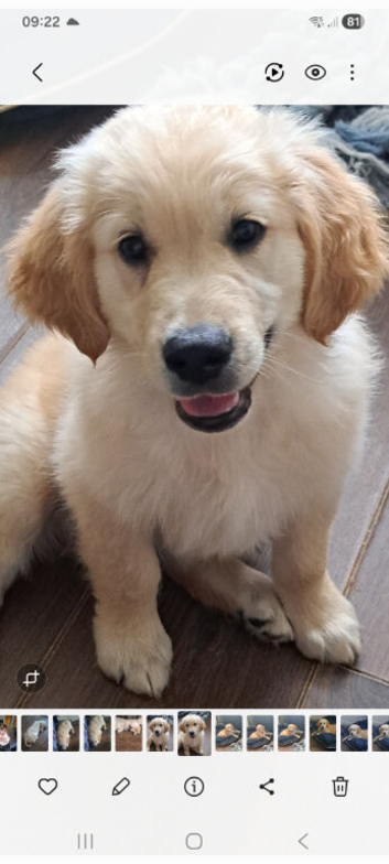 Golden retriever  boy