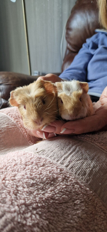 Baby Boys Looking for Their Forever Homes