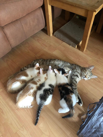 Kittens half bengal