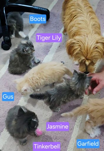 6 stunning Mainecoon babies