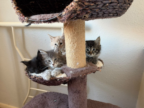3 Gorgeous Maine coons