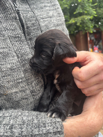 Beautiful cocker spaniel puppies