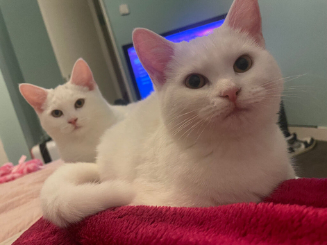 2 female kittens