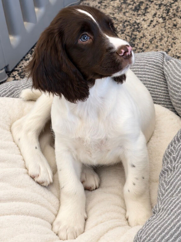 Exceptional English springer spaniel pups