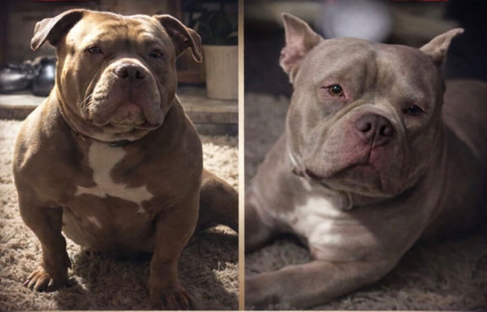 American pocket bully pups