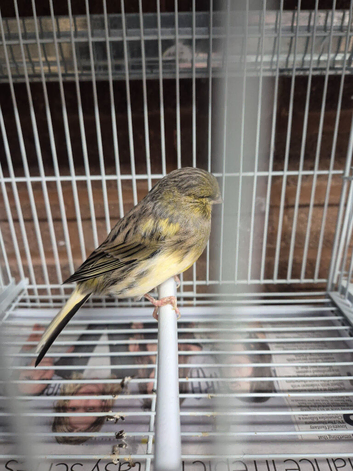 Canary
