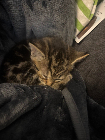 Kittens