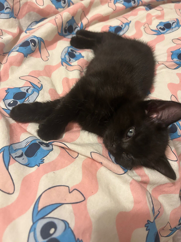 Girl kitten ready