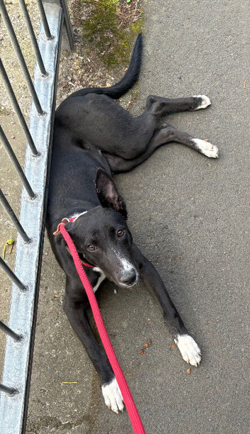 Lurcher