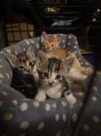 Stunning well socialised kittens