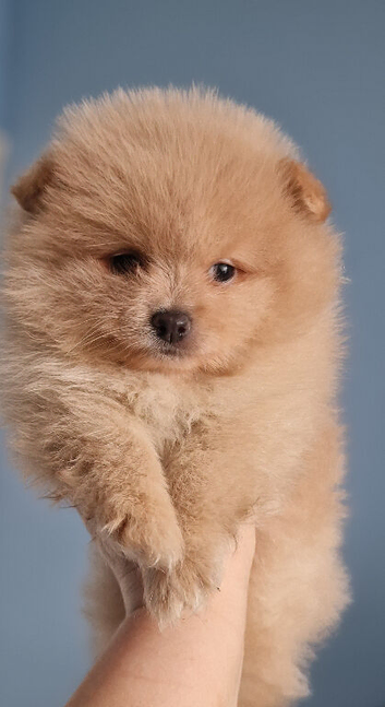 Exceptional pomeranian puppies