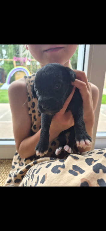 F1 Bedlington x whippet puppies