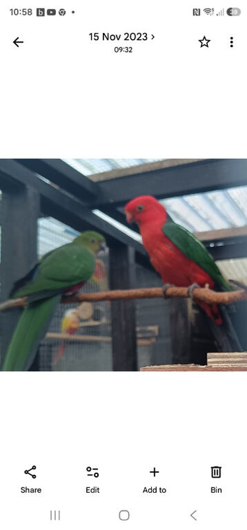 Australian king parrots