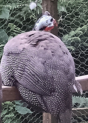 Guinea Fowl