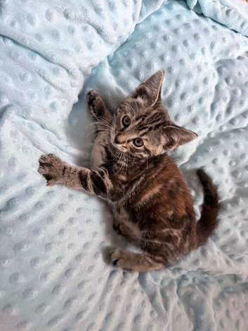 7 lovely kittens looking for new home