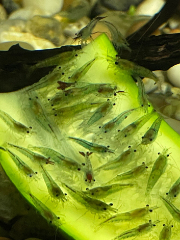 Blue Jelly Neocaridina Shrimp