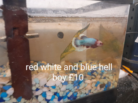 Betta fish