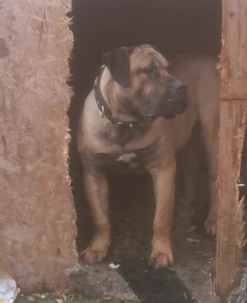 Wifor the dog - needs rehoming
