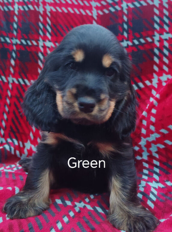 Gorgeous show cocker spaniel puppies