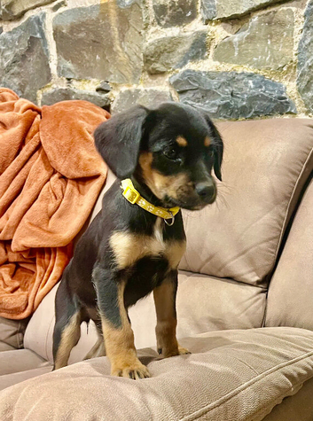 Cavalier x collie