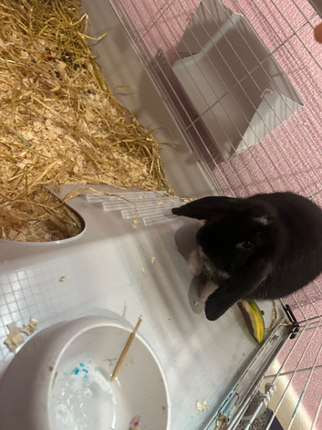 Dwarf rabbit