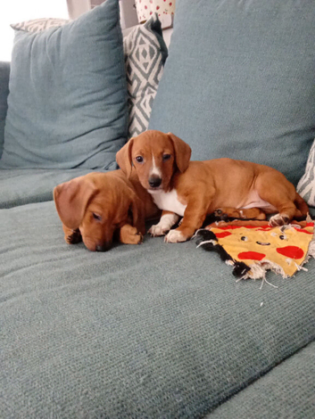 Puppy dauchunds
