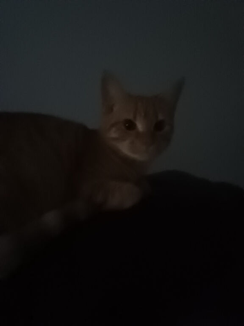 Kitten