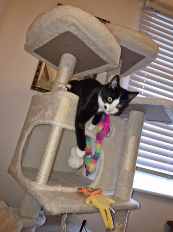 Loving 7 month girl kitten and all her belongings