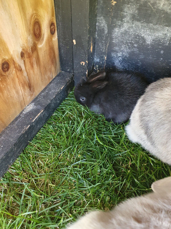 Baby Mini lops for sale