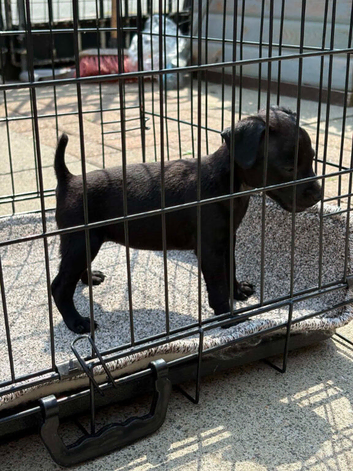 Patterdale terrier pup's dog an bitch please ring number if interested thanks